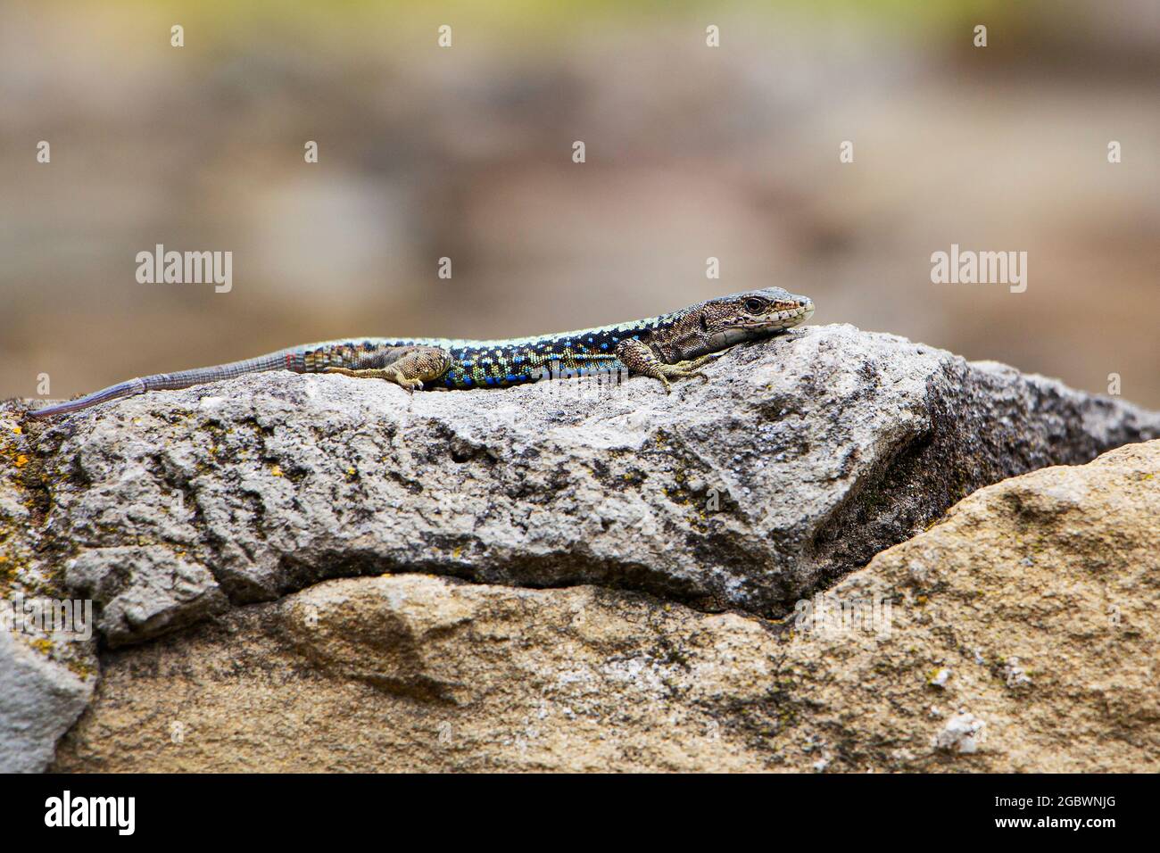 A wild animal, a lizard on a rock, in the color of the environment. Close-up. Stock Photo