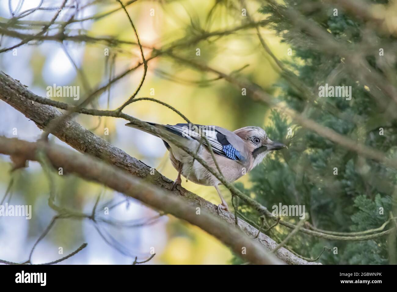 Closeup shot of a cute bird Blue Jay standing on the tree branch Stock Photo