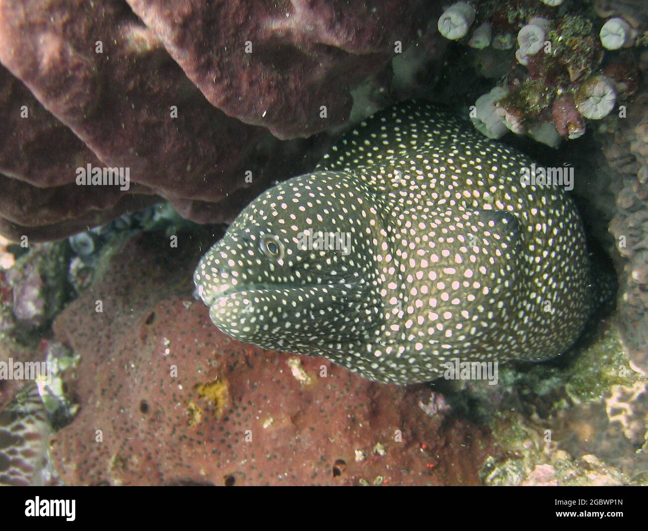 Tropical fish in the mediterranean hi-res stock photography and images ...