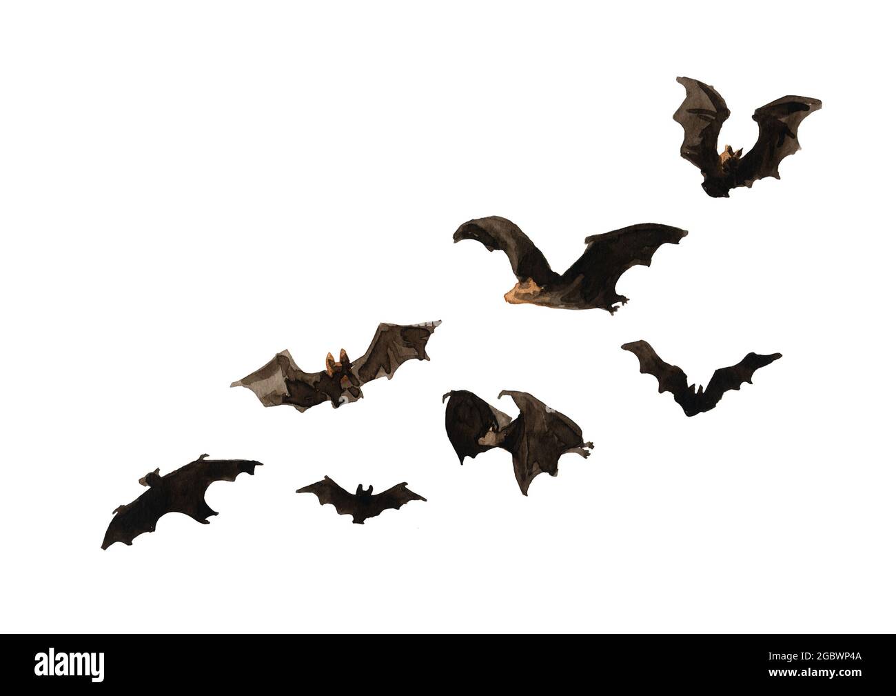 Flying bat set. Hand drawn watercolor illustration, isolated on white background Stock Photo