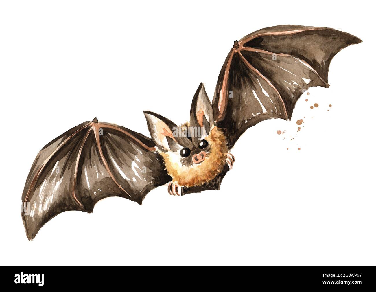 Flying bat. Hand drawn watercolor illustration, isolated on white background Stock Photo