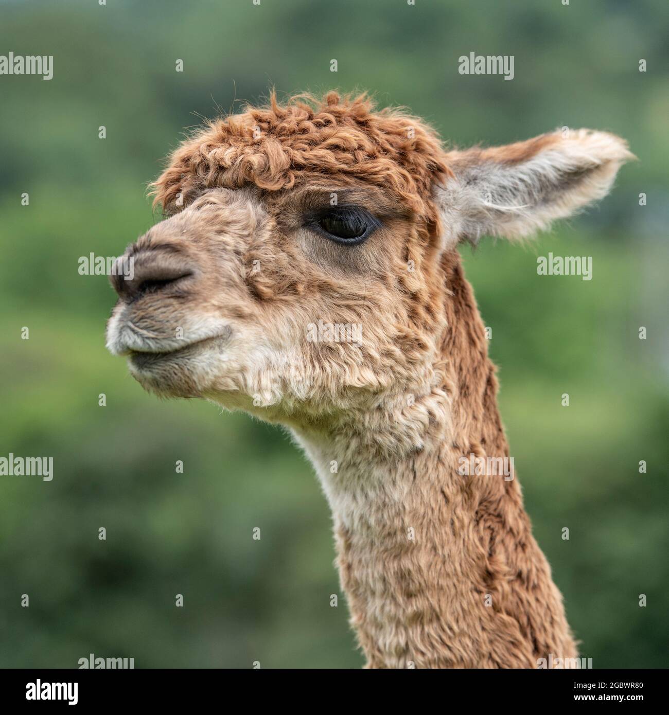 Side view of an alpacas head hi-res stock photography and images - Alamy