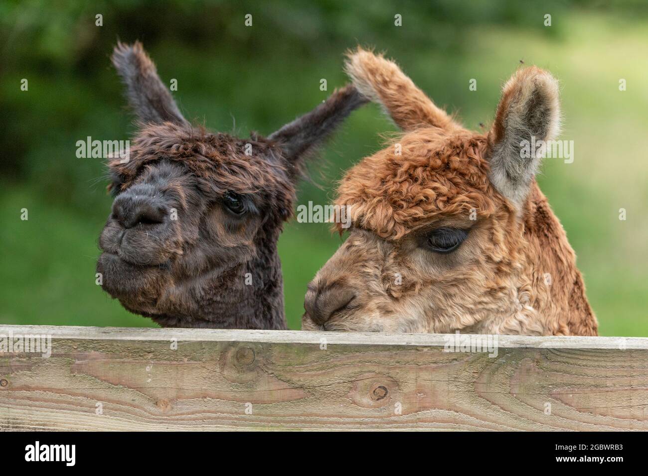 two alpacas looking over a fence Stock Photo