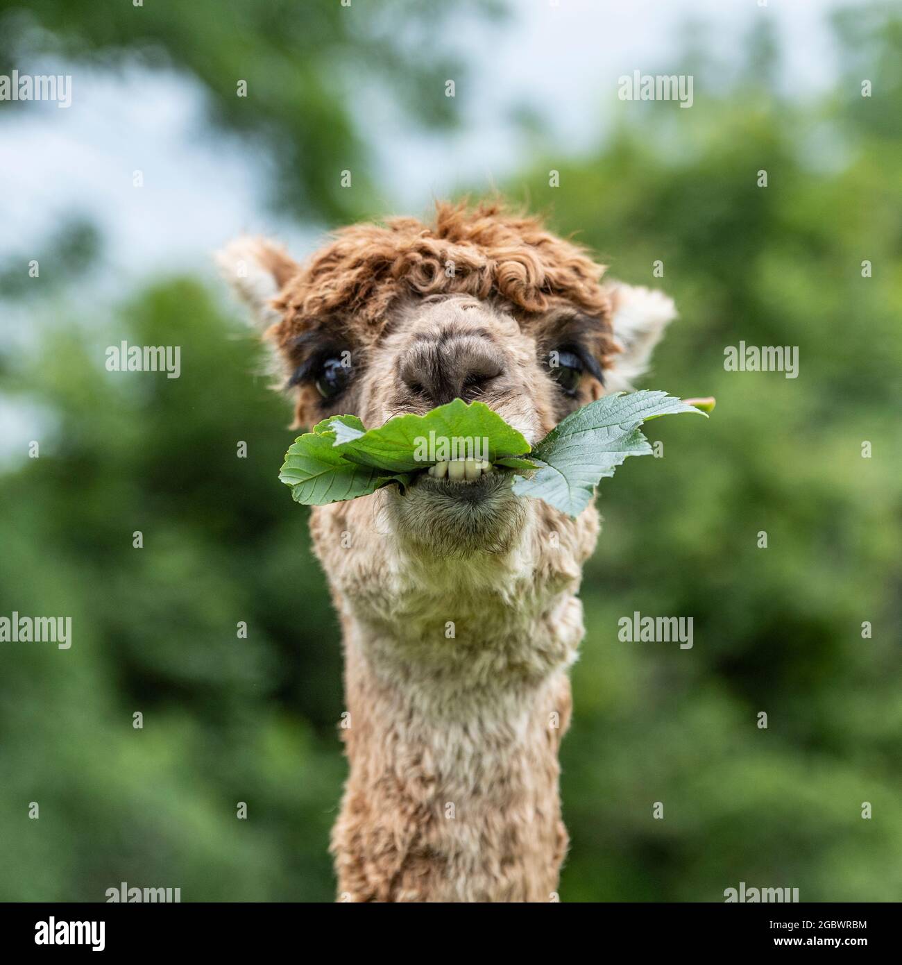 Side view of an alpacas head hi-res stock photography and images - Alamy