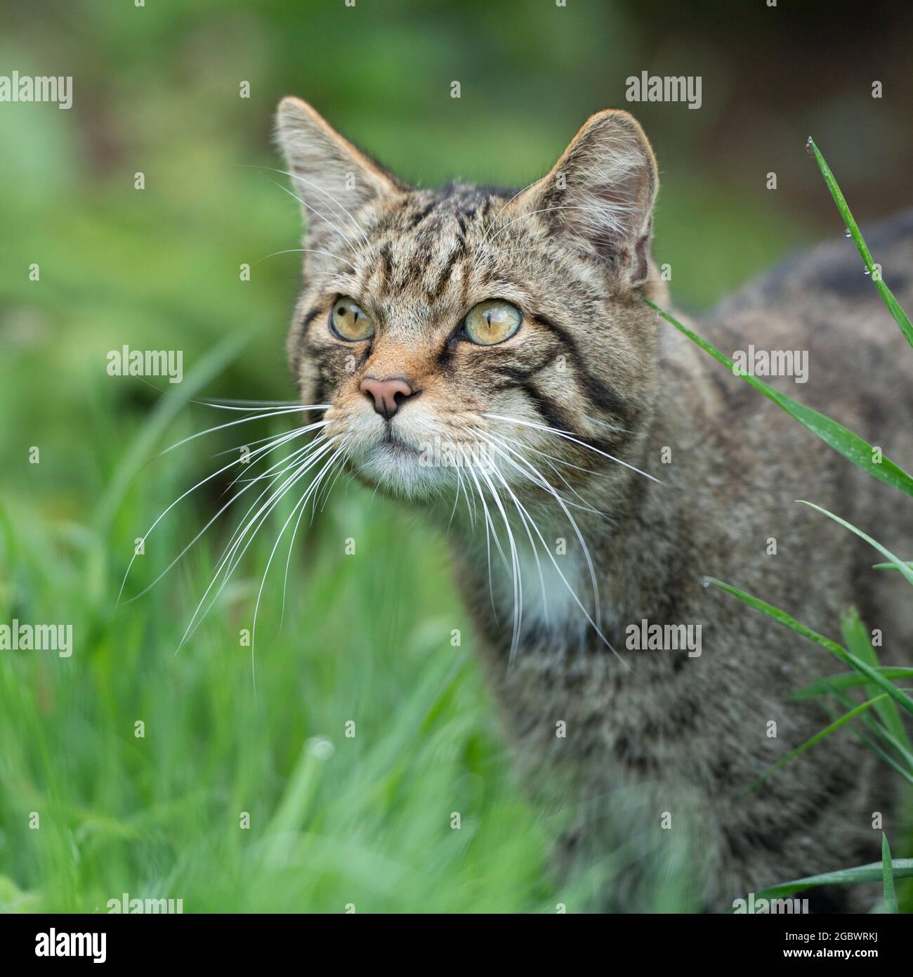 tabby cat Stock Photo
