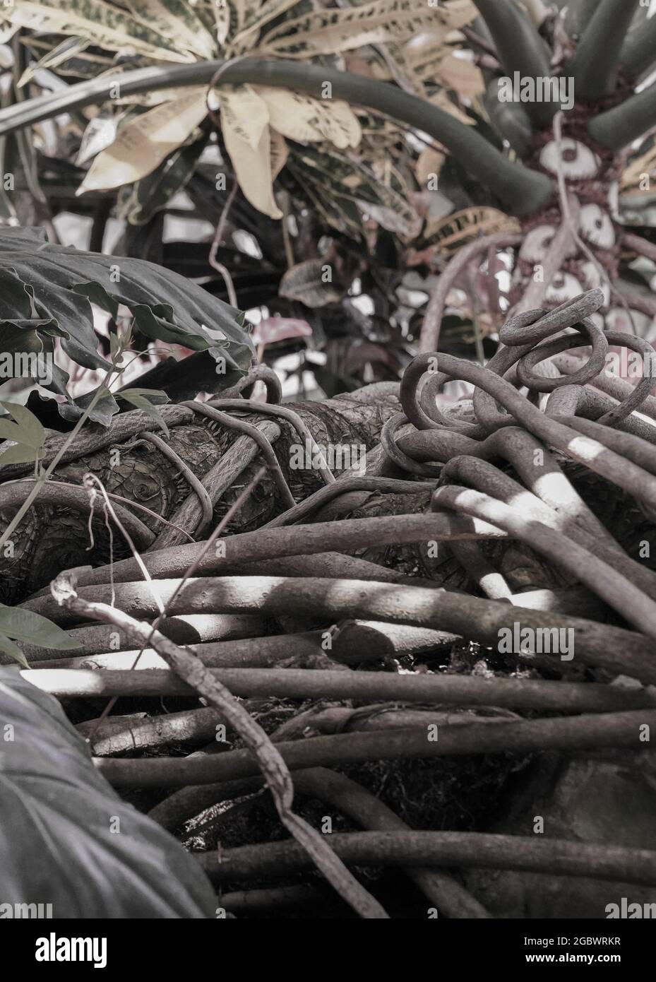 ENTWINED ROOTS AND UNDERGROWTH IN BLACK AND WHITE Stock Photo - Alamy