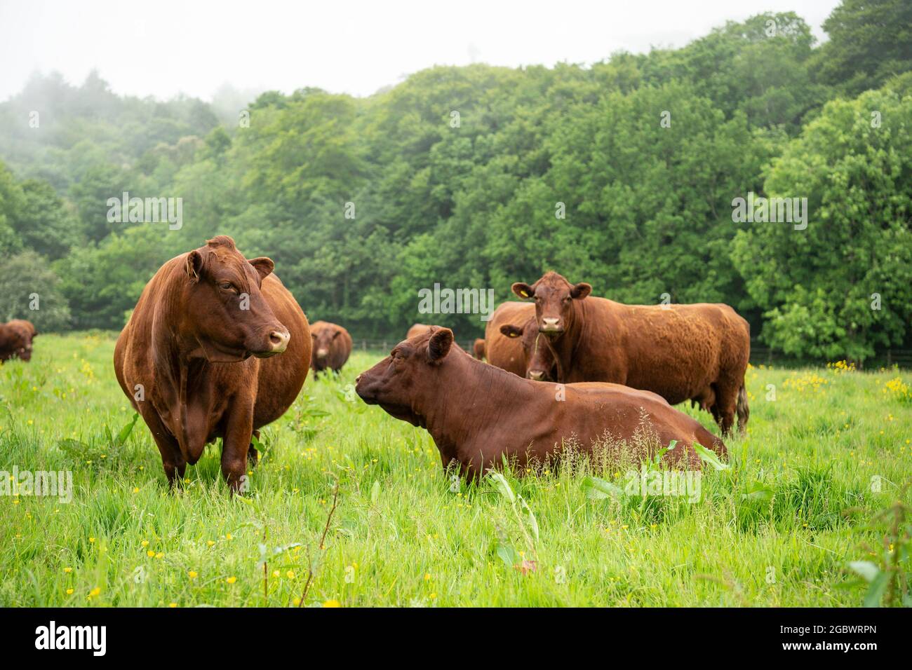 Herd of north Devon Cattle in a field Stock Photo