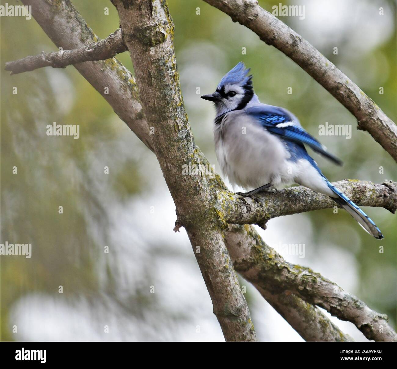 Blue Jay Perched in Red Maple Fall Leaves Stock Photo - Alamy