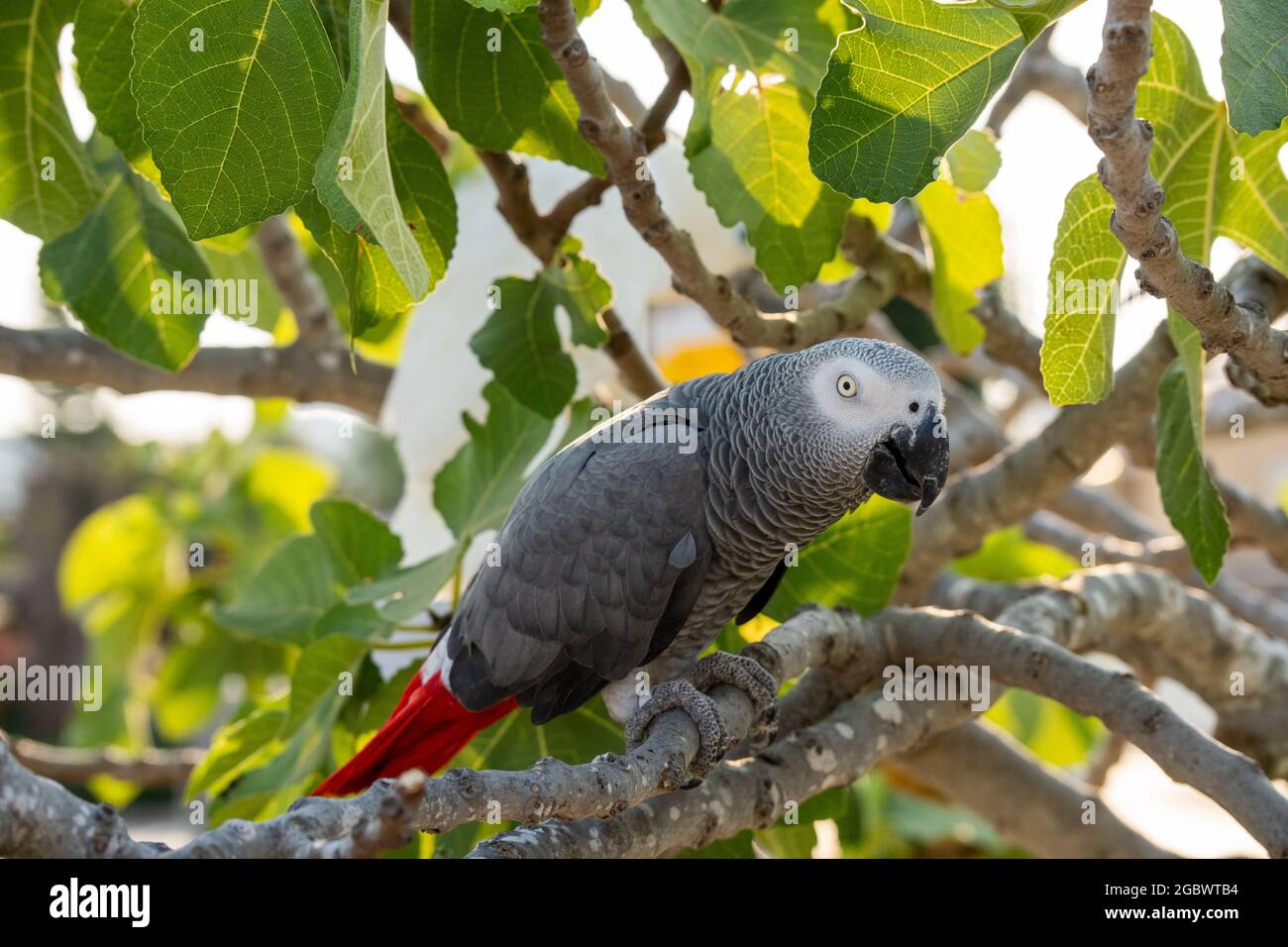Timneh African Grey Parrot on a tree with green leaves Stock Photo - Alamy