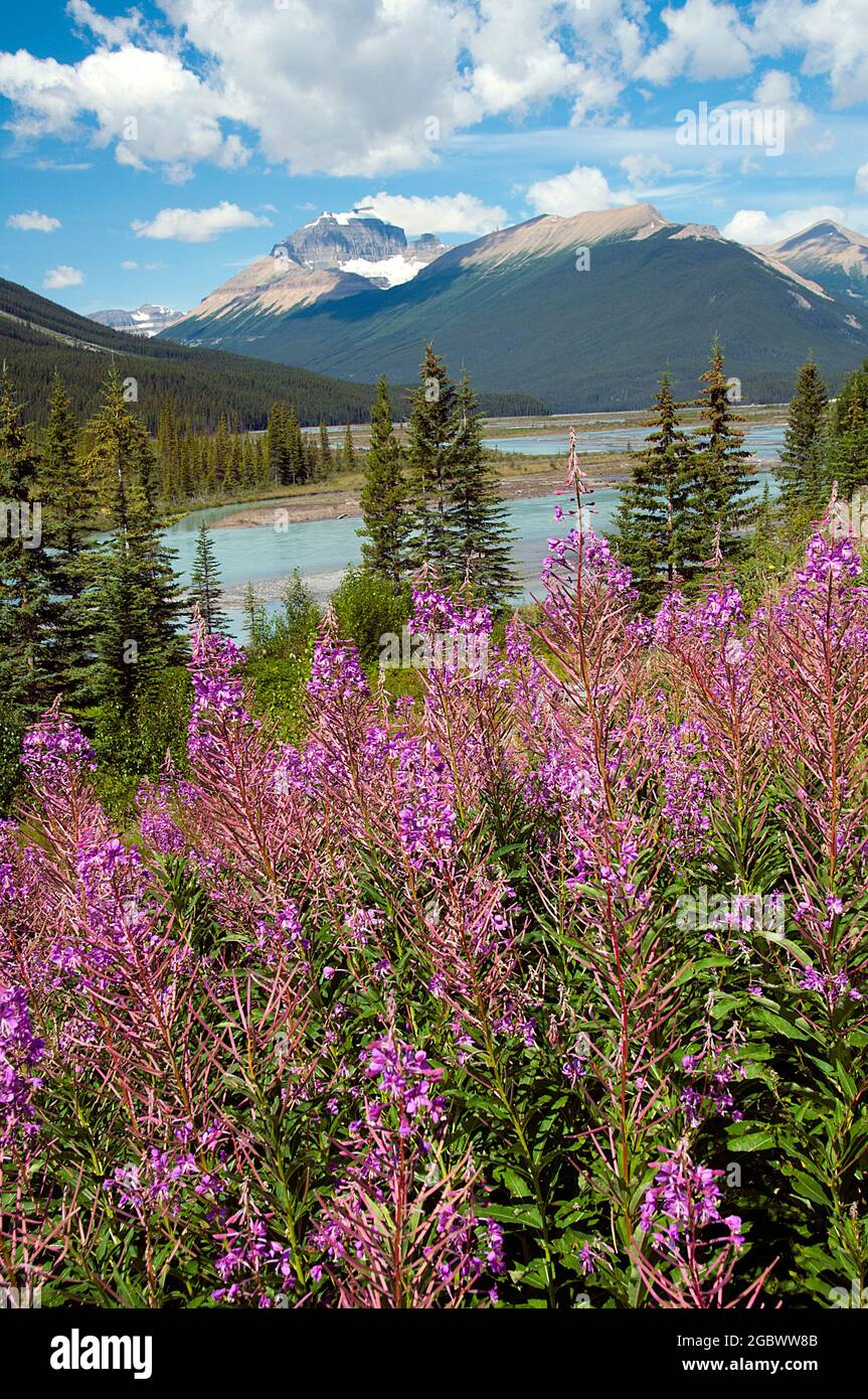 Field of wildflowers at Sherburne Lake, Many Glacier, Glacier National Park, Montana Stock Photo