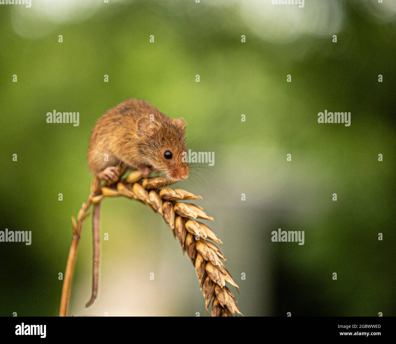 harvest mouse, Micromys minutus sitting on ear of wheat Stock Photo
