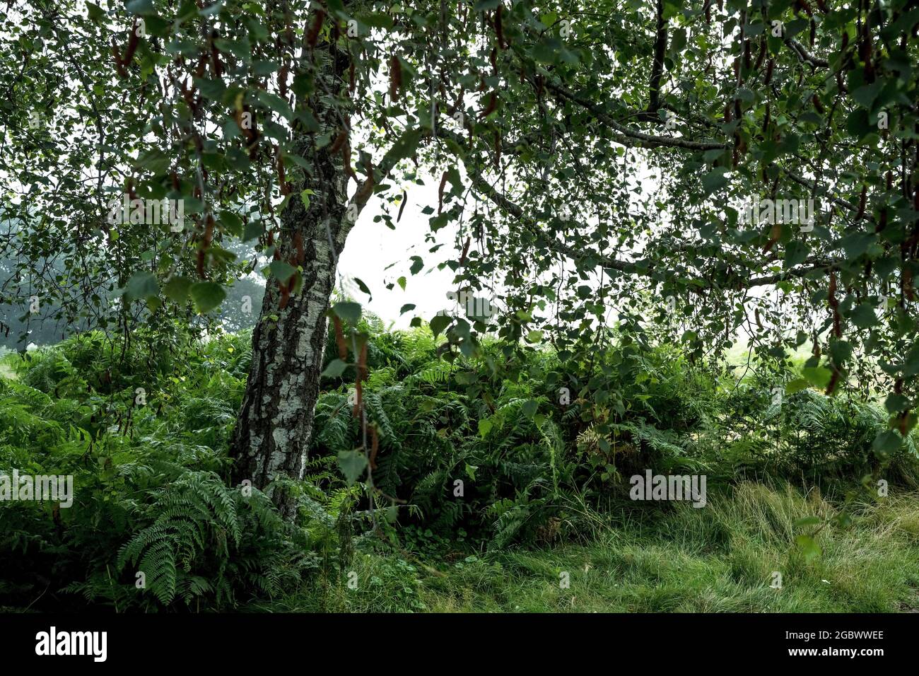 Birch tree in woodland of national park Stock Photo - Alamy