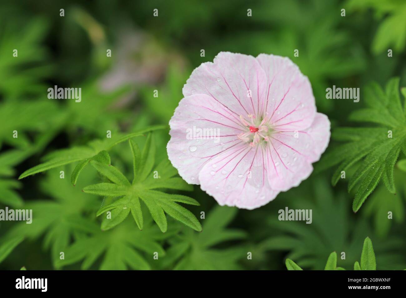 Pink bloody cranesbill, Geranium sanguineum variety striatum Splendens, flower close up with raindrops on the petals and a background of blurred leave Stock Photo