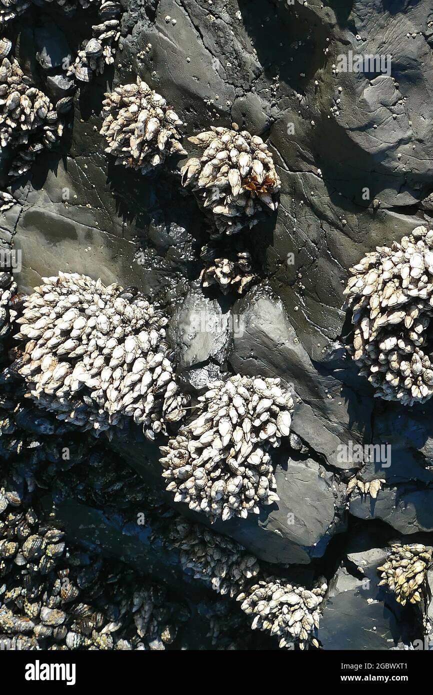 Vertical shot of barnacles and mussels on the Oregon coast Stock Photo
