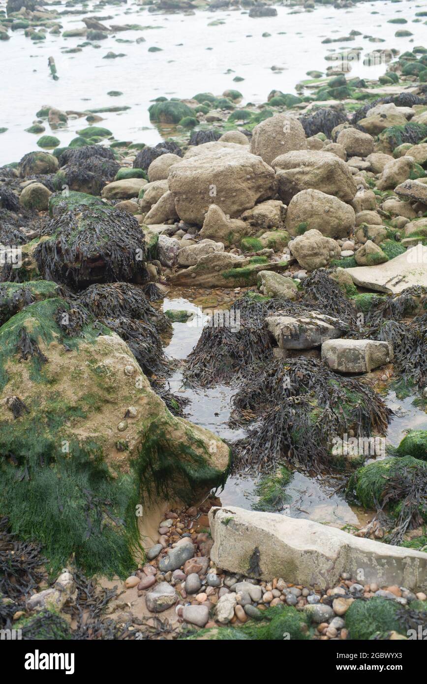 Seaweed on the rocks on the beach Stock Photo