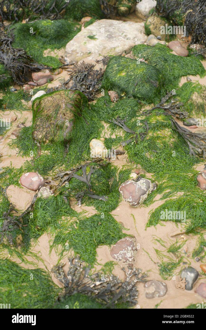 Seaweed on the rocks on the beach Stock Photo