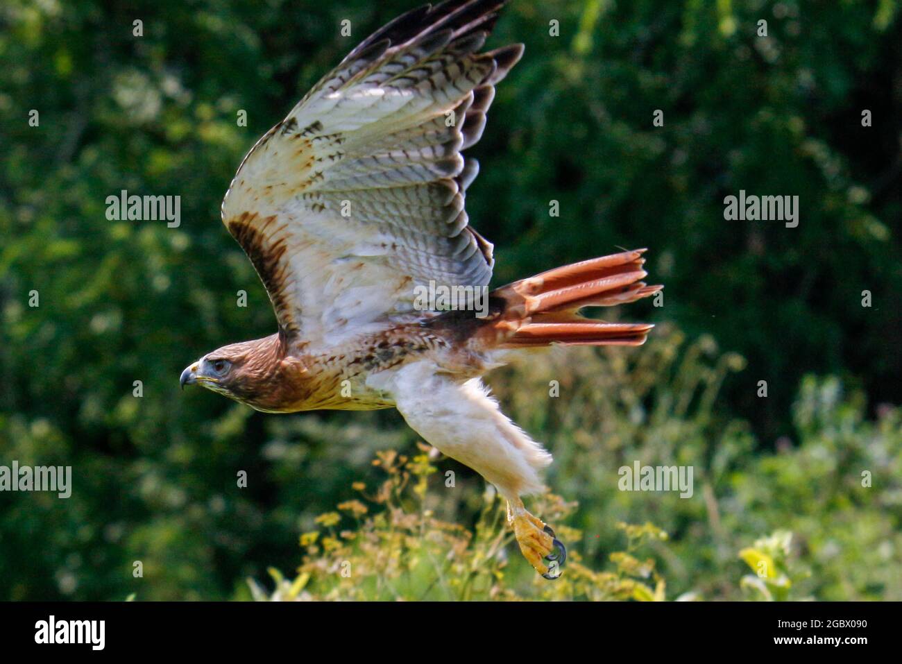 action-photos-of-a-red-tailed-hawk-latin-name-is-buteo-jamaicensis