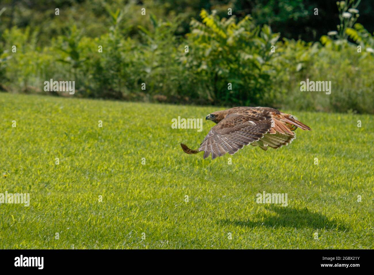 action-photos-of-a-red-tailed-hawk-latin-name-is-buteo-jamaicensis