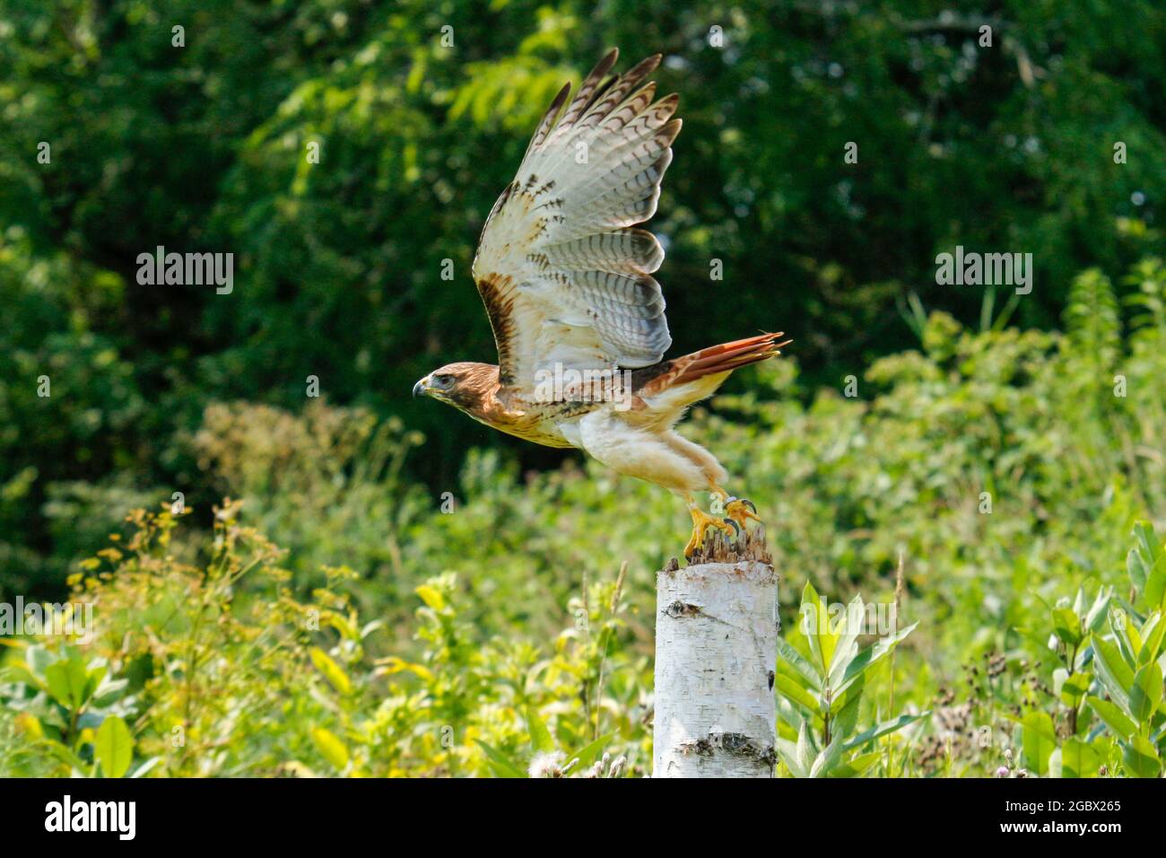 action-photos-of-a-red-tailed-hawk-latin-name-is-buteo-jamaicensis