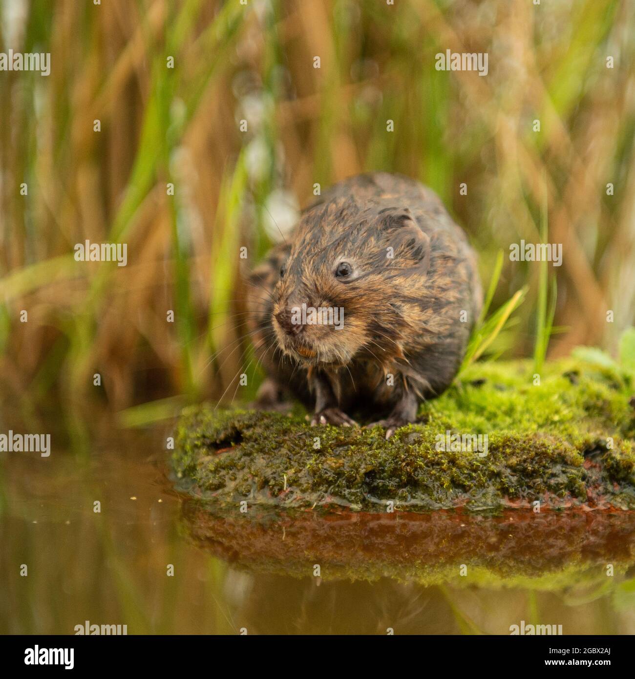 European Water Vole Stock Photo