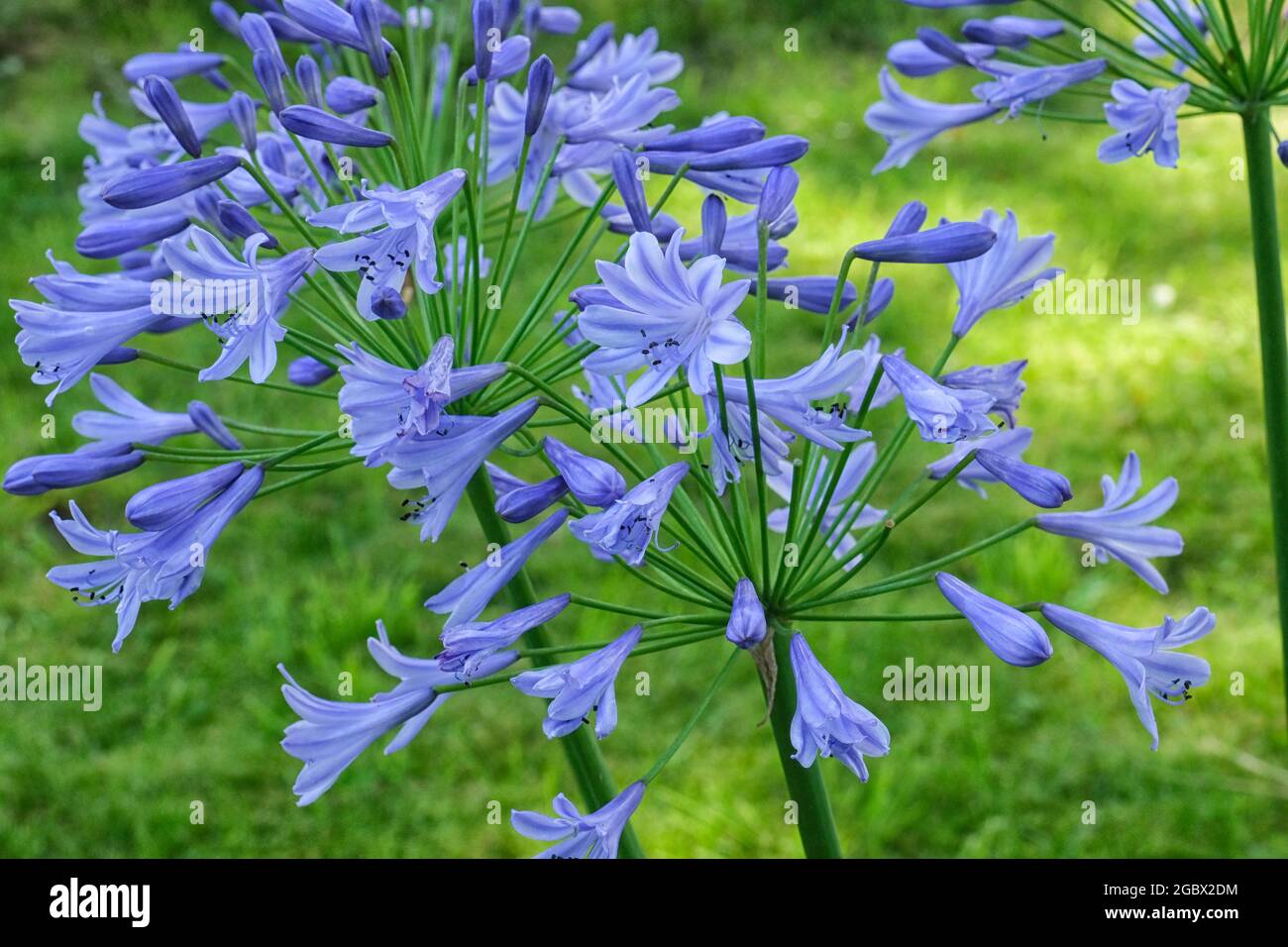 Blue agapanthus flowers in garden Stock Photo