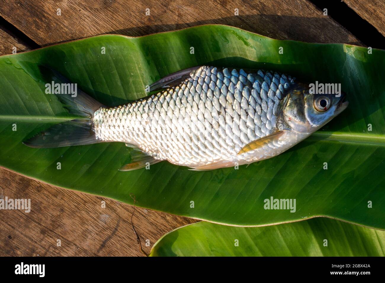 Oreochromis hires stock photography and images Alamy
