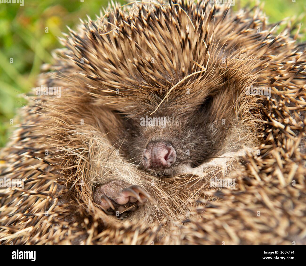 Hedgehog face on hires stock photography and images Alamy