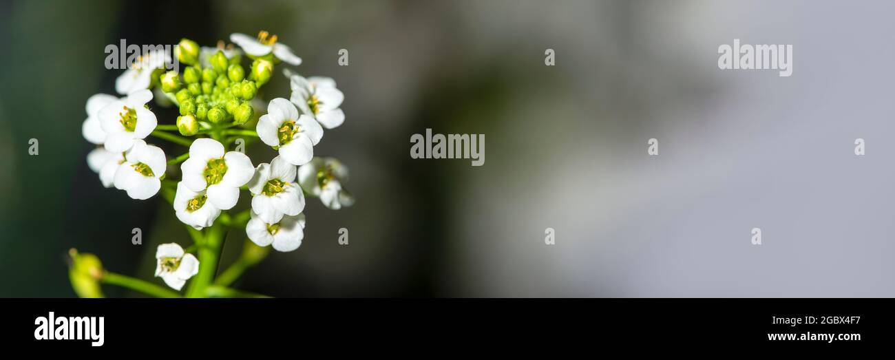 White alyssum hi-res stock photography and images - Alamy
