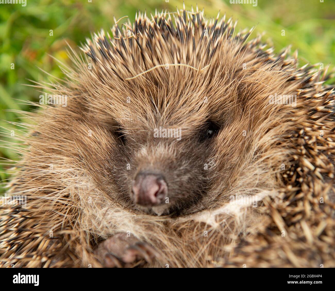 hedgehog rolled into a ball Stock Photo Alamy