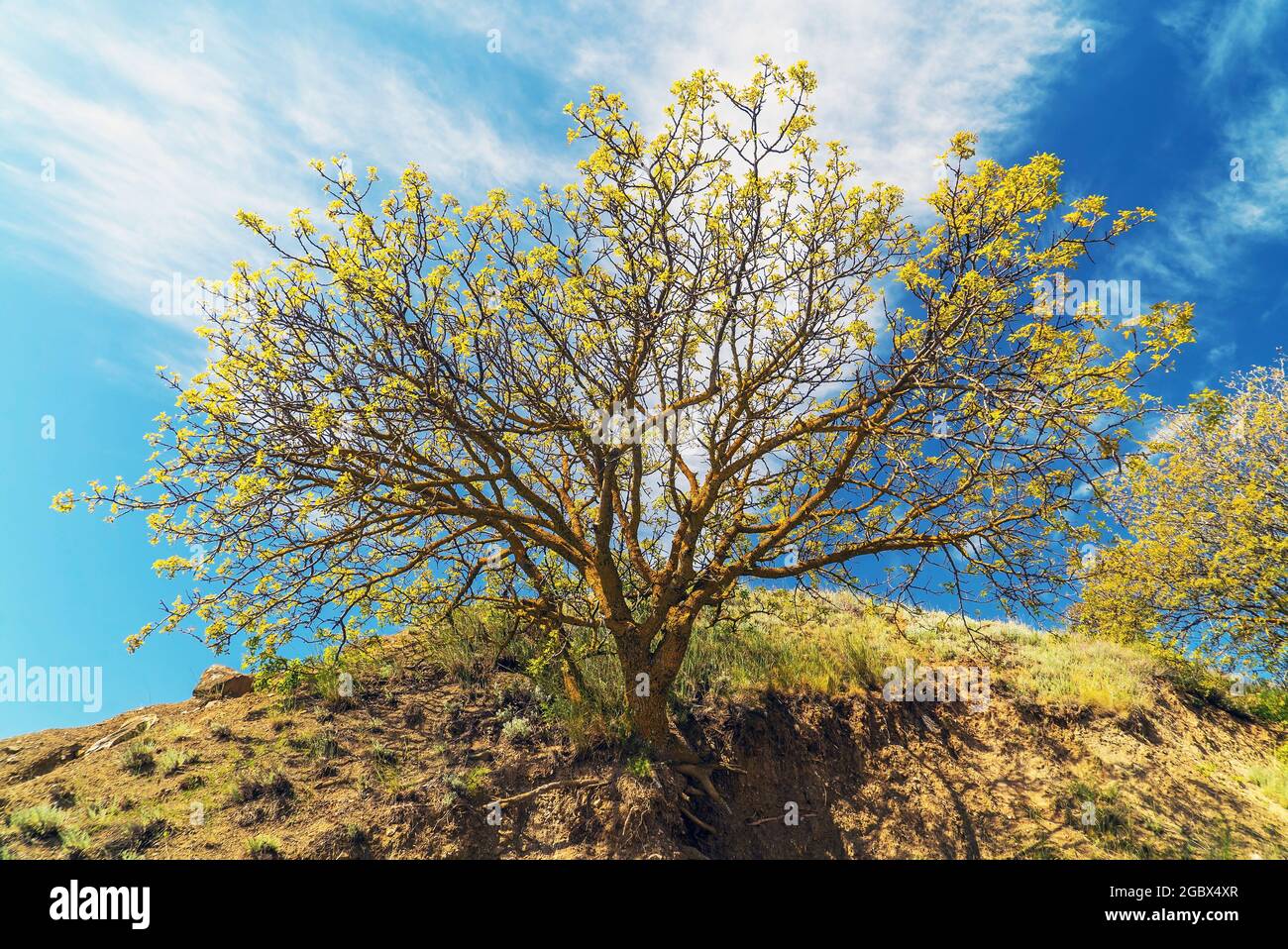 Lonely tree on wide hi-res stock photography and images - Alamy