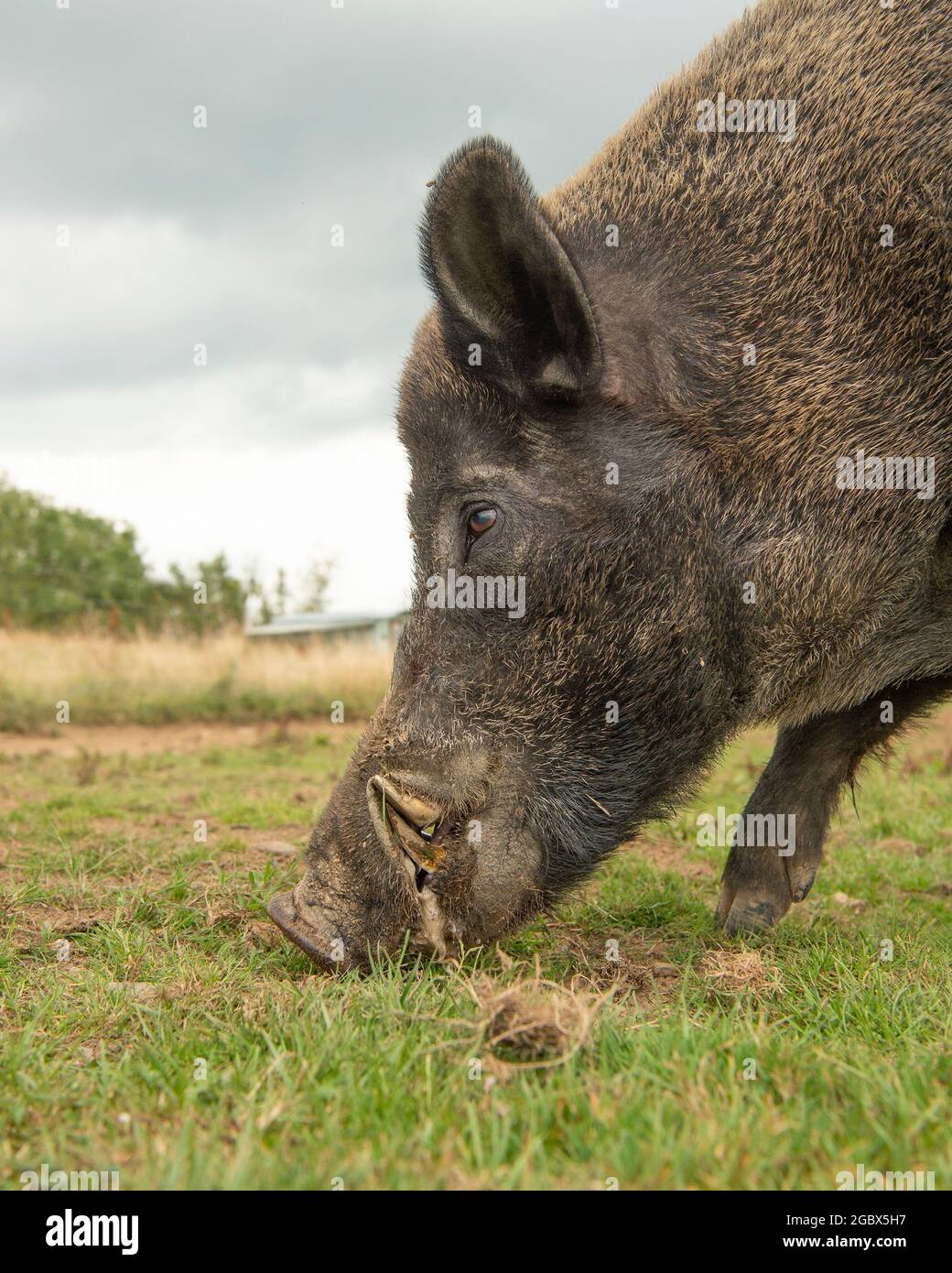 Wild Boar Stock Photo