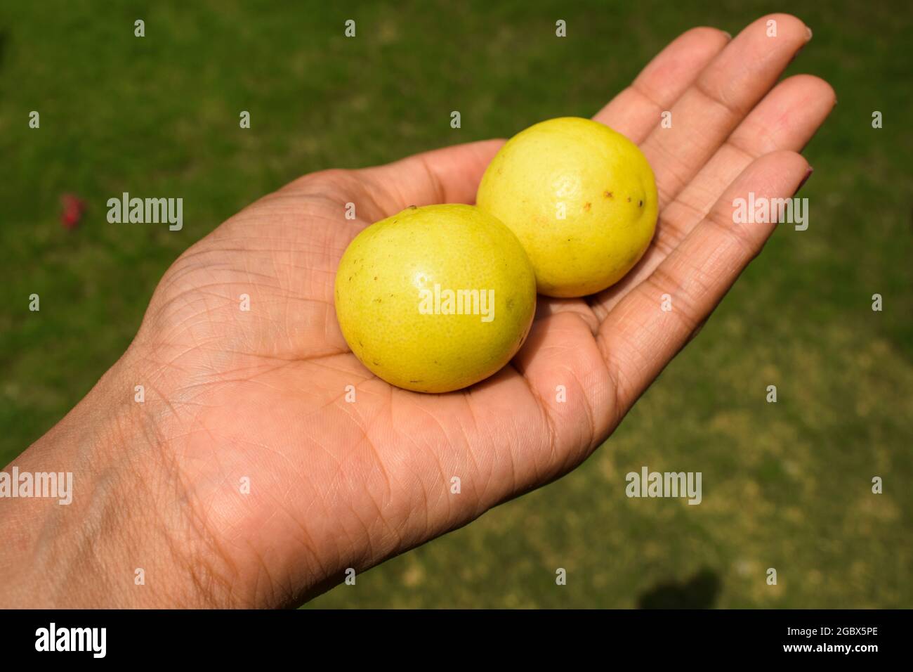 Female holding Freshly plucked lemons on wooden table outdoor background. Small indian or south asian fruits and vegetables. bright yellow color organ Stock Photo