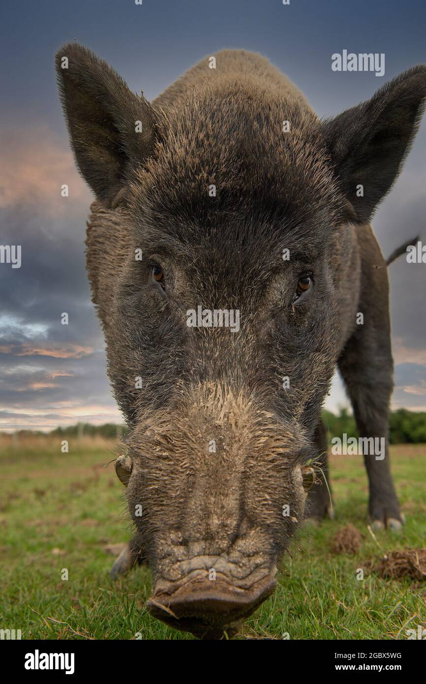 Wild Boar Stock Photo