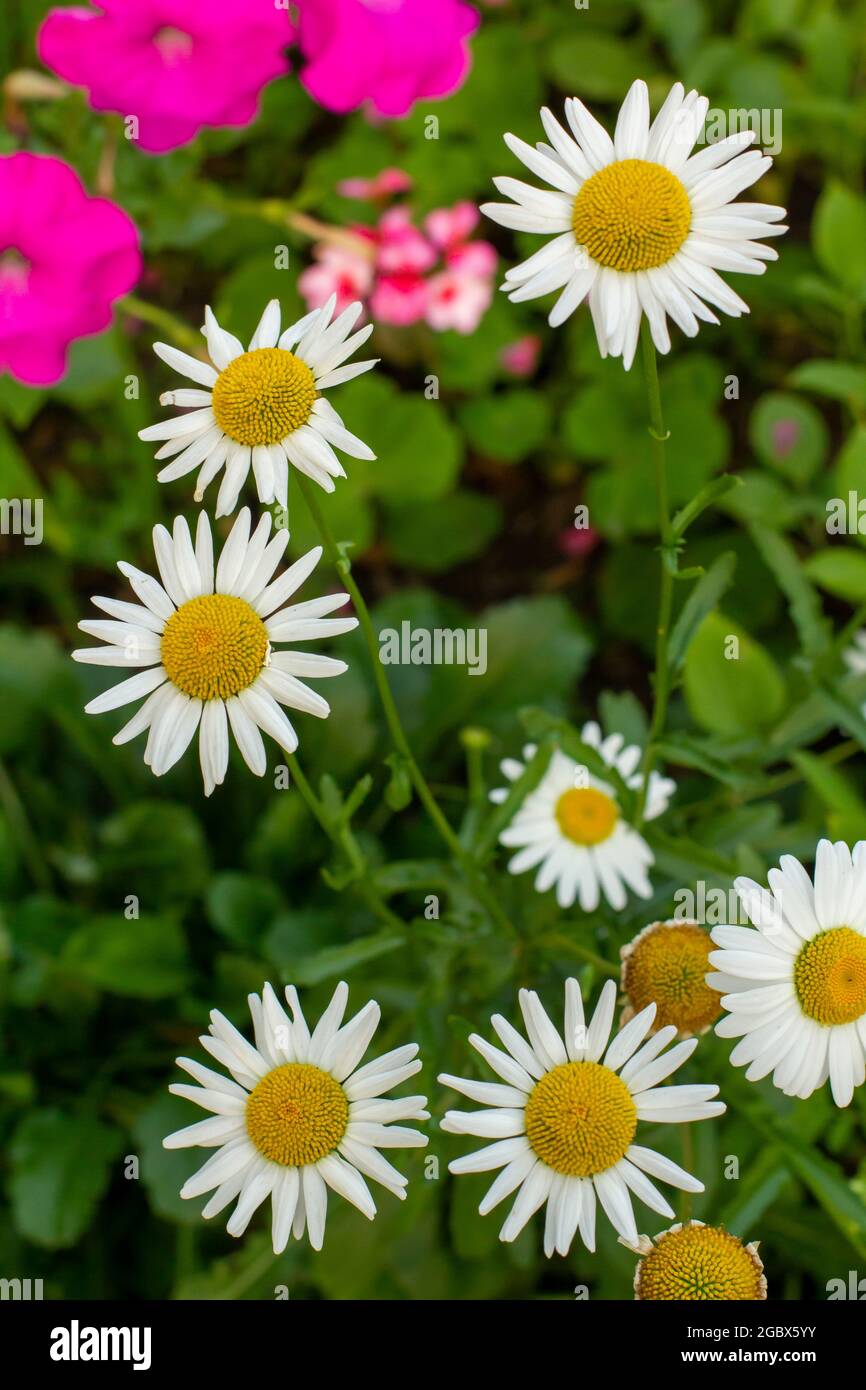 Leucanthemum vulgare flowers in the evening of a summer day. Stock Photo