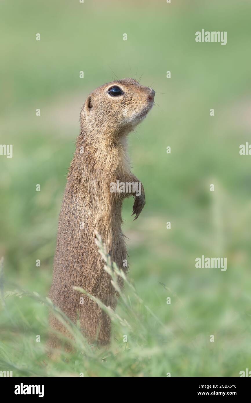 Ground squirrel Spermophilus citellus standing alert Stock Photo