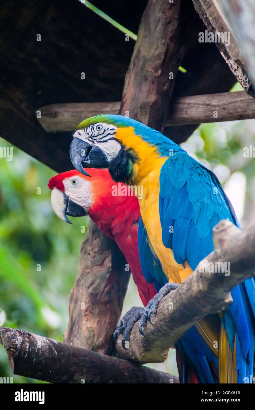 Blue-and-yellow macaw (Ara ararauna) and green-winged macaw (Ara chloropterus) in Amazon Animal Orphanage Pilpintuwasi in village Padre Cocha near Iqu Stock Photo