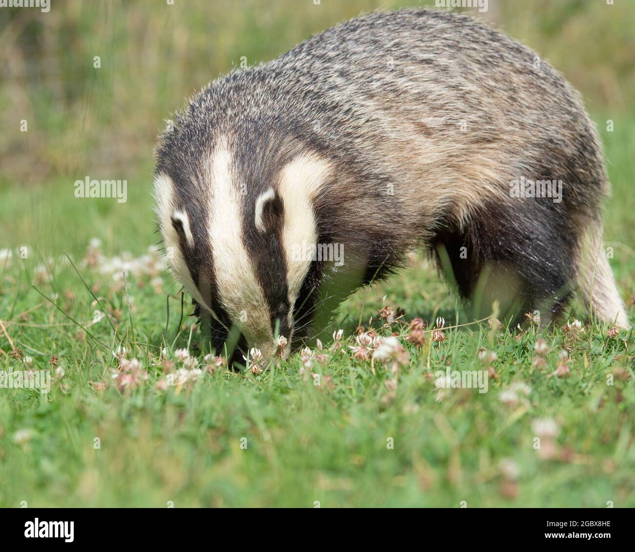 Badger baiting uk hi-res stock photography and images - Alamy