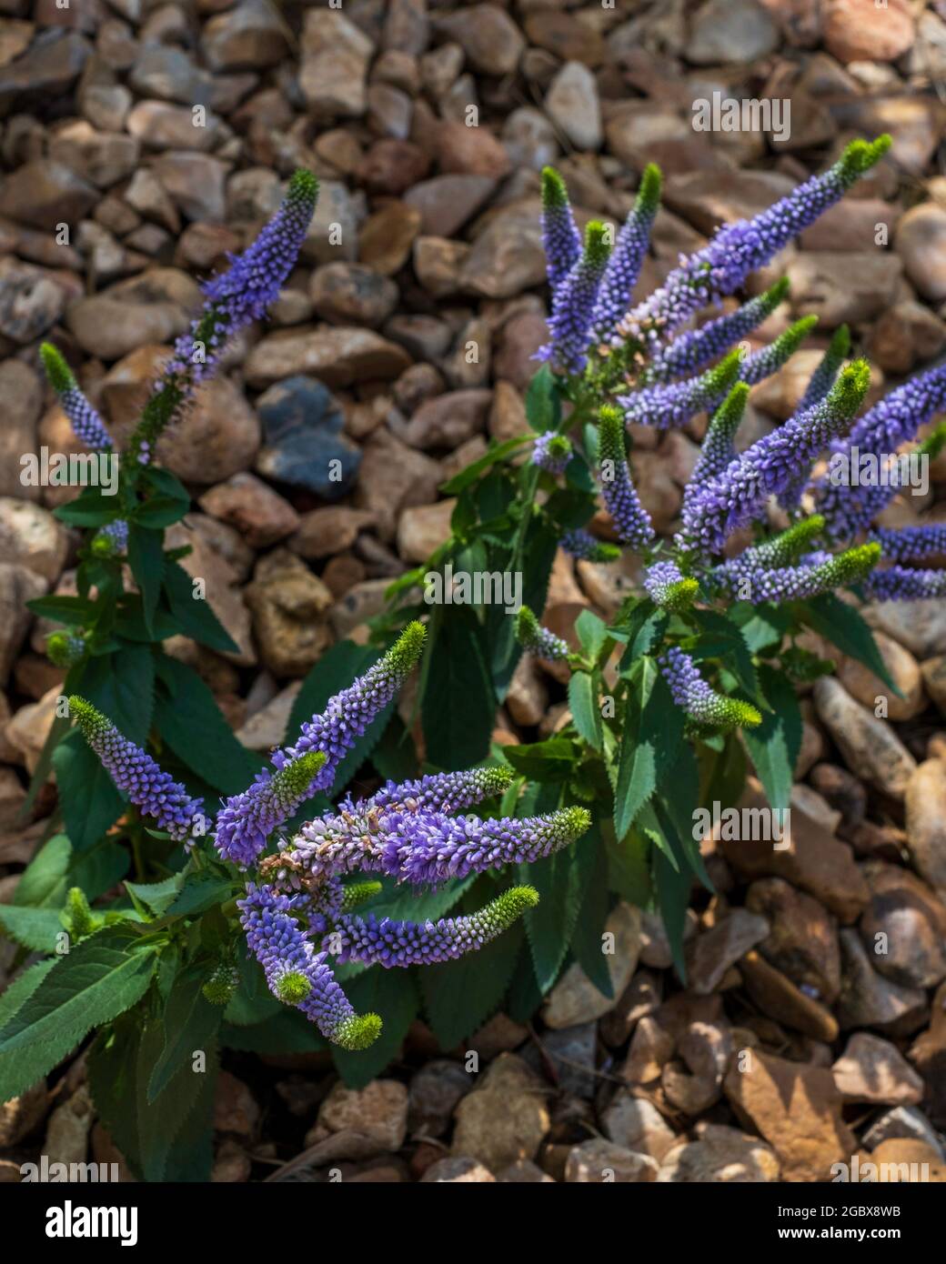 Monrovia 'First Glory' Veronica loongifolia, purple flowers blooming in a bed of pebbled mulch ground cover. Kansas, USA Stock Photo