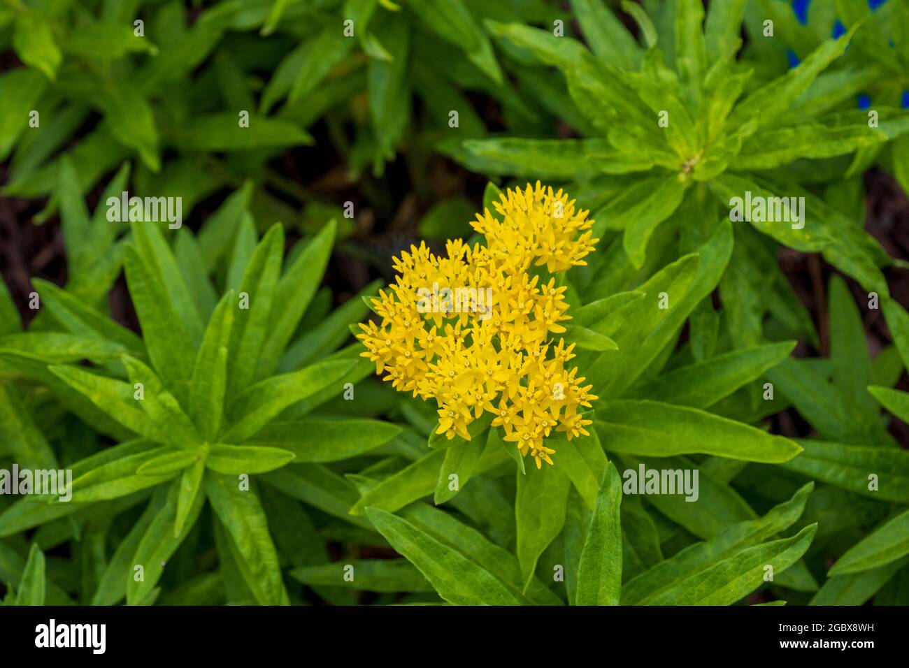 Asclepias tuberosa, yellow butterfly weed or milkweed 'Hello Yellow' variety. Closeup. Kansas, USA. Stock Photo