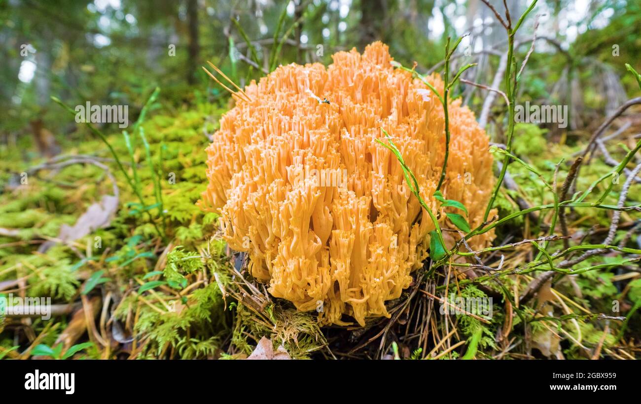 Goatsbeard (Ramaria flava) in pine forests of Eastern Baltic (Gulf of Finland) in late summer, esculent fungi Stock Photo