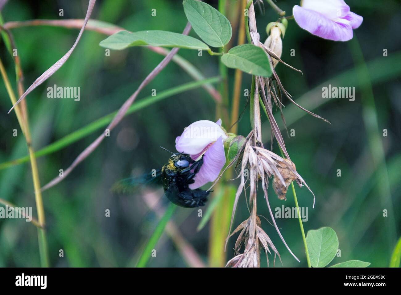 Wild bee, Carpenter bee (Xylocopa sp.) at flower collects nectar and pollinates flowers. Sri Lanka Stock Photo
