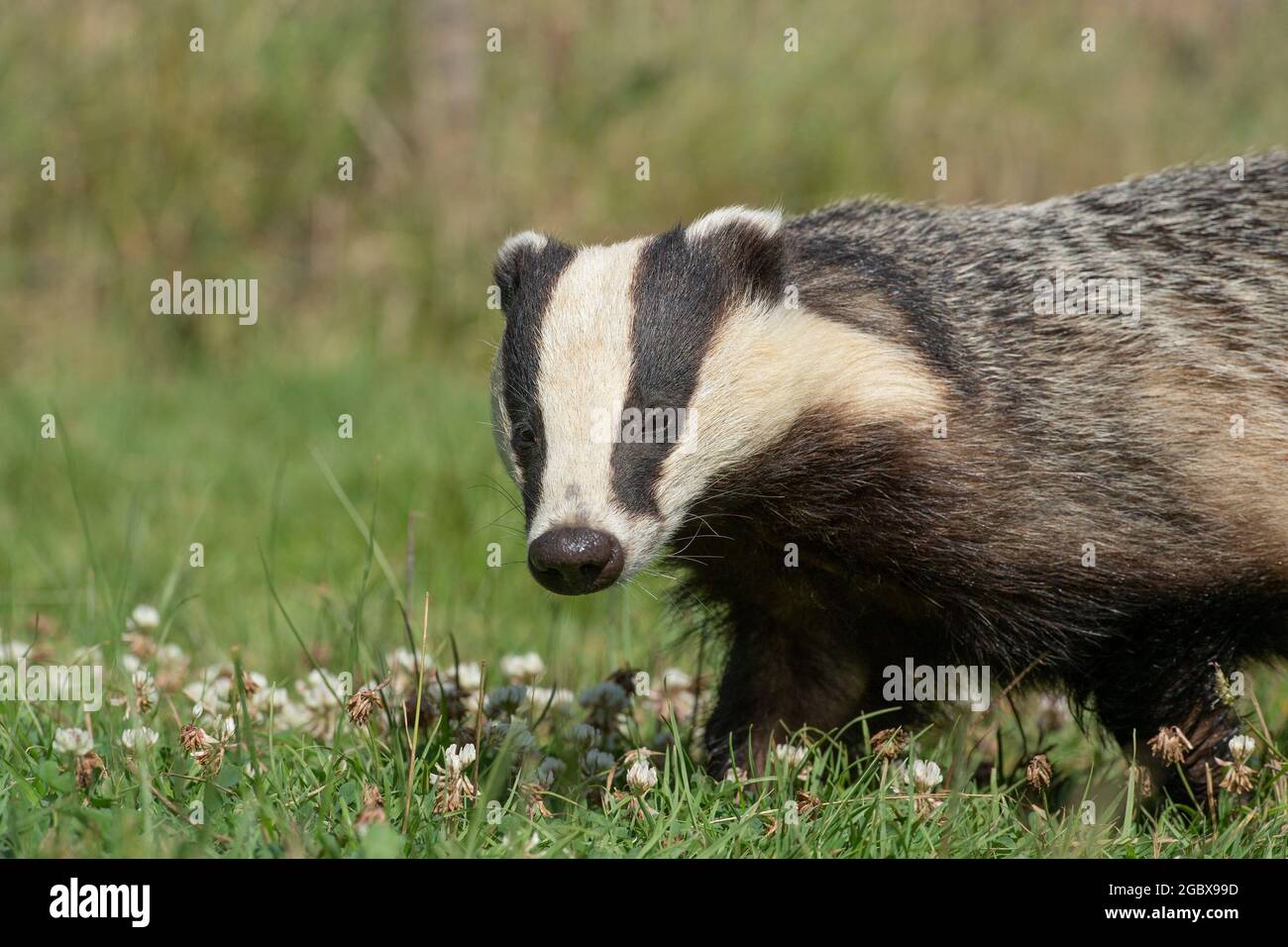 Badger, meles meles Stock Photo