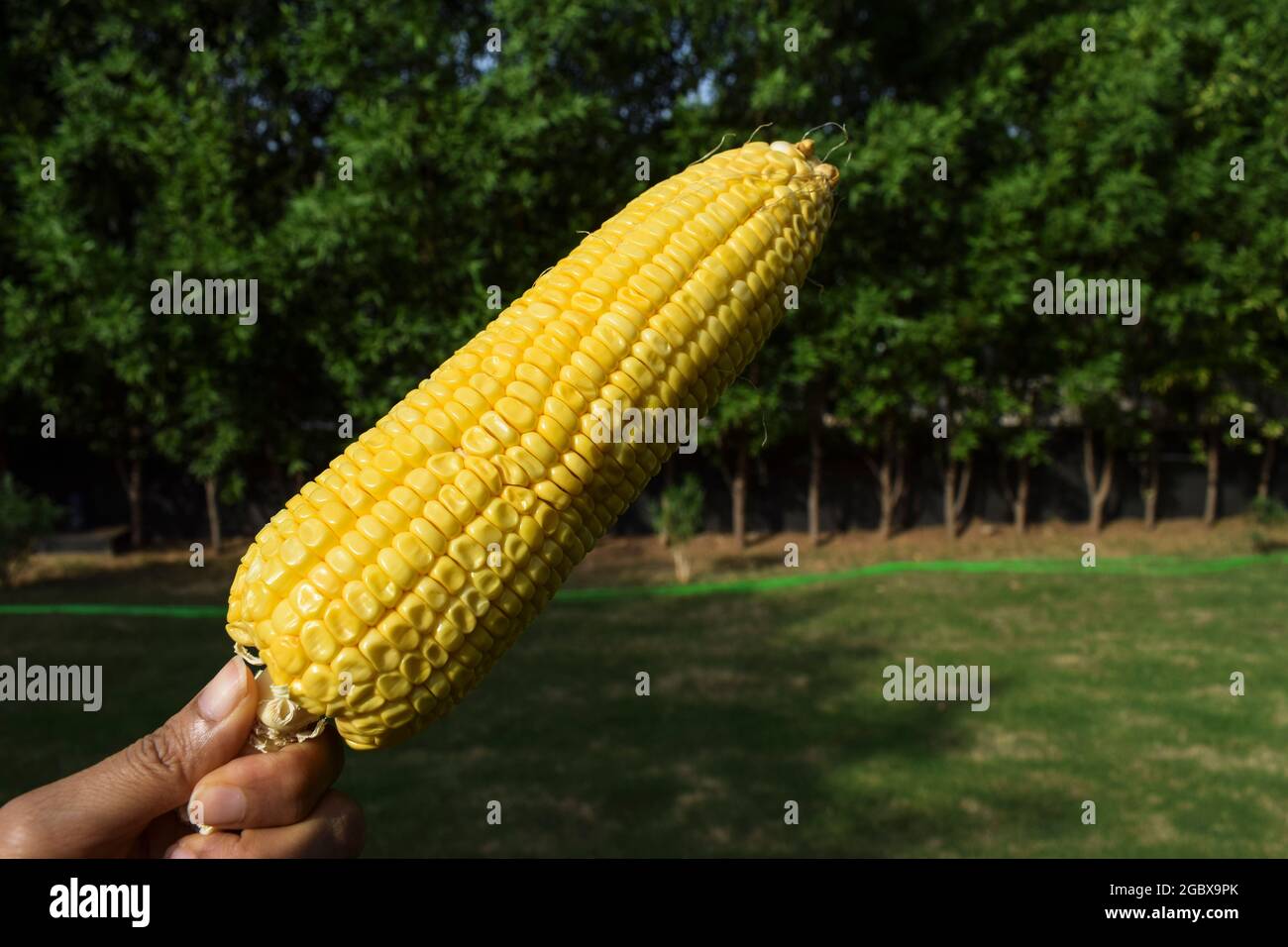 Corncob without kernels hires stock photography and images Alamy