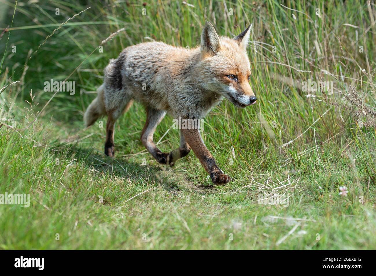 Side view red fox running hires stock photography and images Alamy