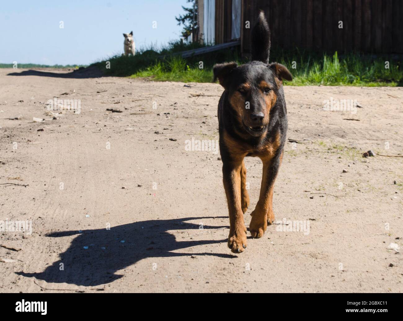 The dark dog runs down the road Stock Photo