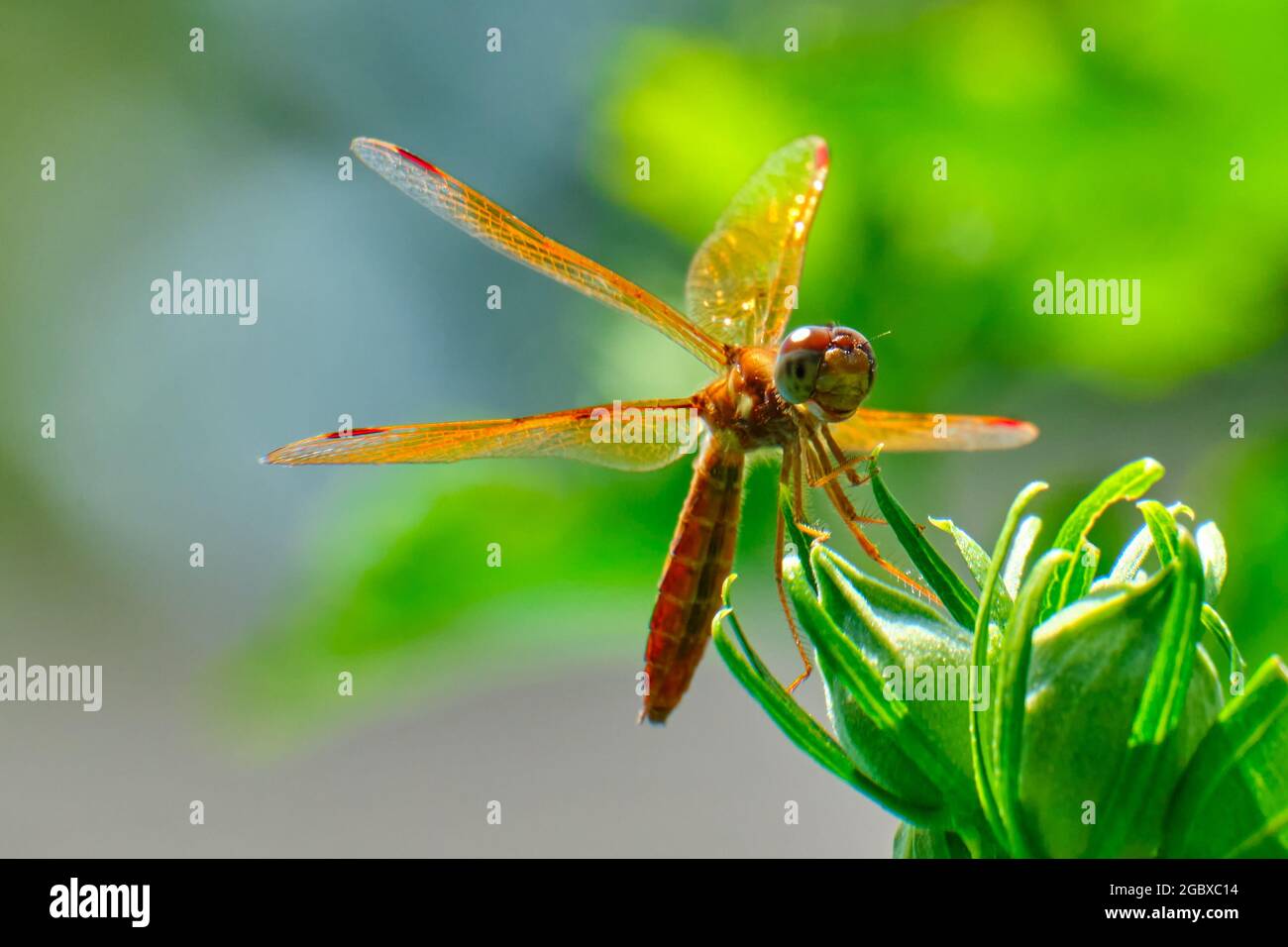 Eastern amberwing dragonfly (Perithemis tenera) perched on a flower bush Stock Photo