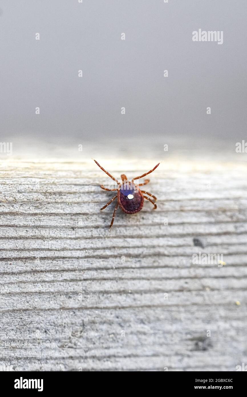 The white spot on its back identifies this tick as a female Long Star Tick (Amblyomma americanum). Copy space. Stock Photo