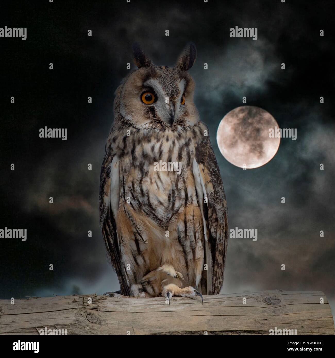 Owl at night hires stock photography and images Alamy