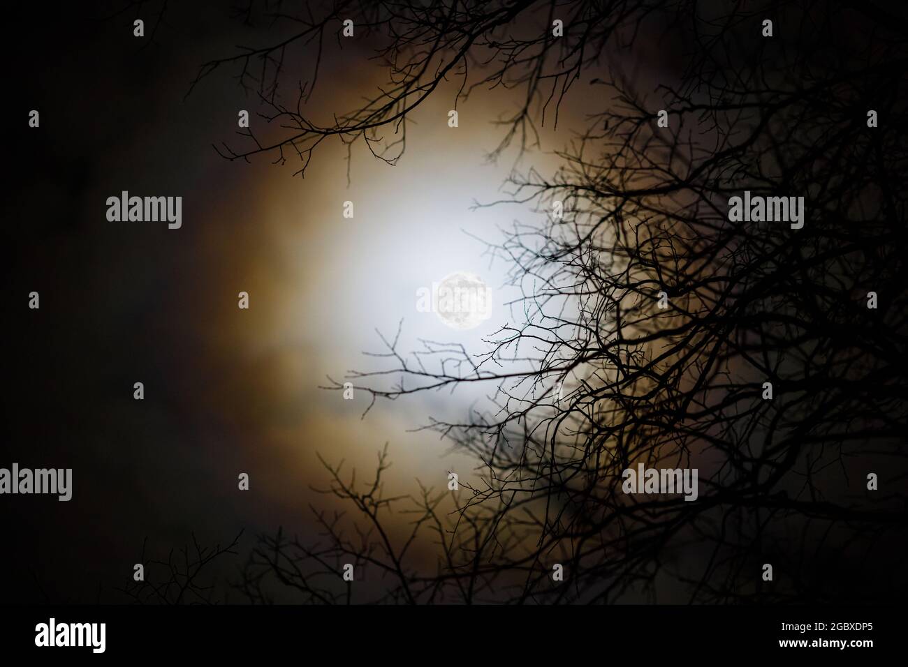 Mysterious landscape, full moon with bright halo behind dark tree
