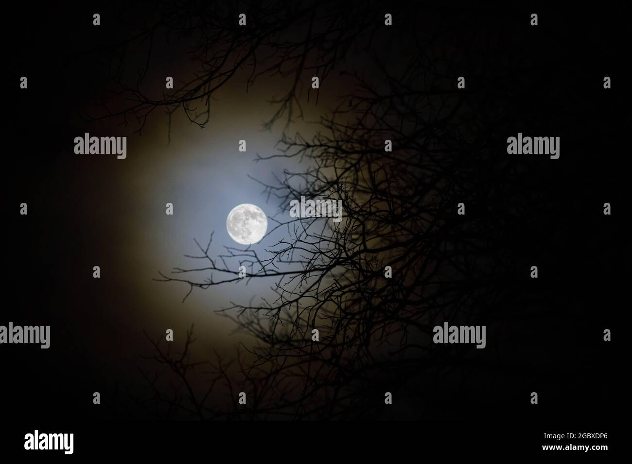 Mysterious landscape, full moon with bright halo behind dark tree branches, spooky night Stock Photo